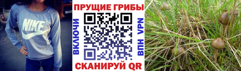 Галлюциногенные грибы мицелий  Купить закладки  Сосновый Бор 